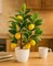 Artificial Lemon Tree with White Pot – 18” Lifelike Faux Citrus Plant for Kitchen, Bathroom, Office, or Shelf Décor, Adding a Vibrant, Year-Round Touch to Any Home or Gift Setting